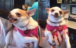 angry dog Meme Template