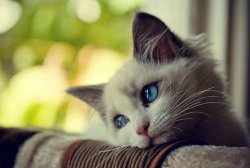 First World Problems Cat Meme Template