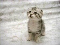 Sad Cat Meme Template