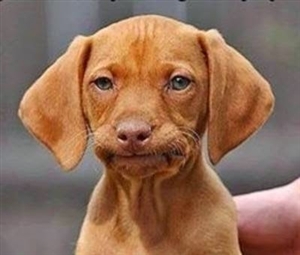 Frustrated dog  Meme Template