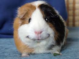 happy guinea pig  Meme Template