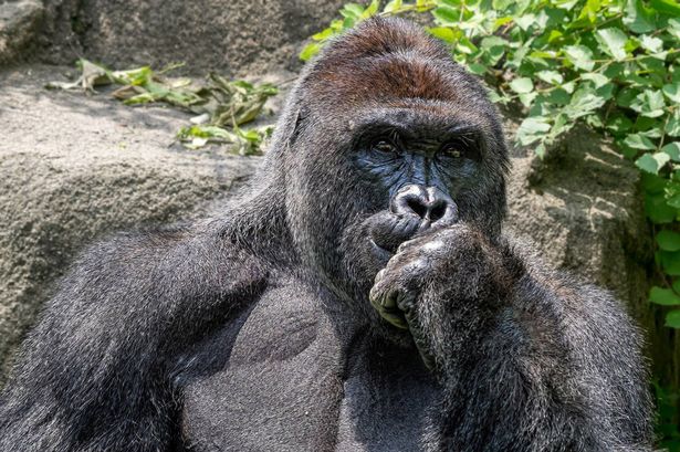 Harambe Pondering  Meme Template