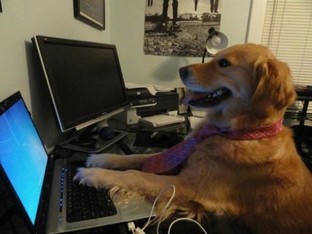Dog behind a computer  Meme Template