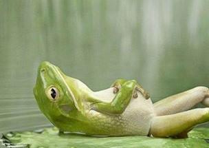 relax frog  Meme Template