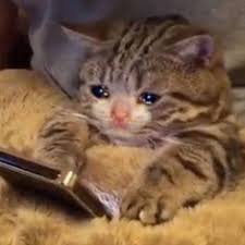 Sad Cat Looking At Phone  Meme Template