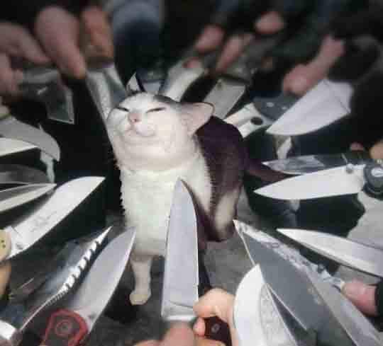Knife Cat  Meme Template