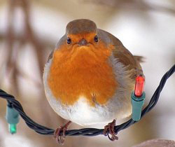 Bah Humbug Meme Template