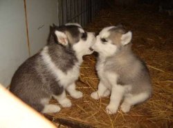 Cute Puppies Meme Template