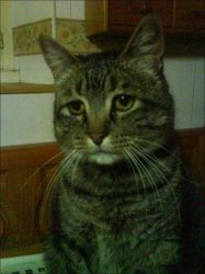 Depressed Cat Meme Template
