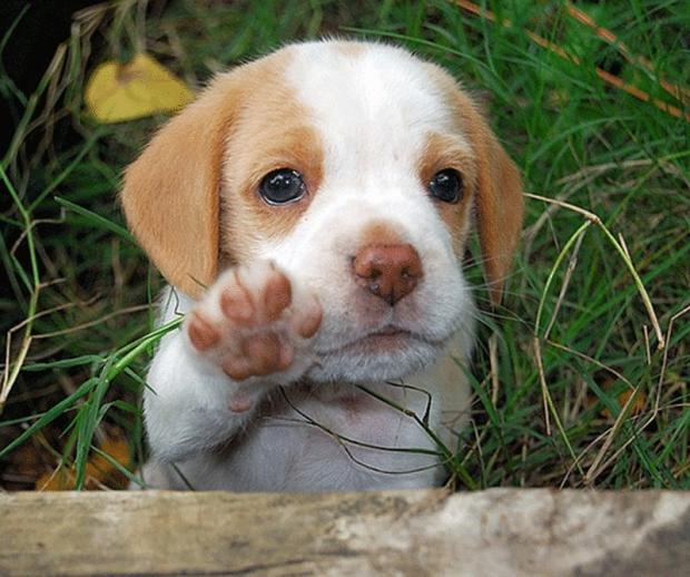 dog puppy bye  Meme Template