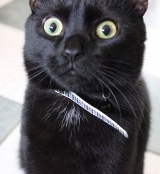 Woah Kitty Meme Template