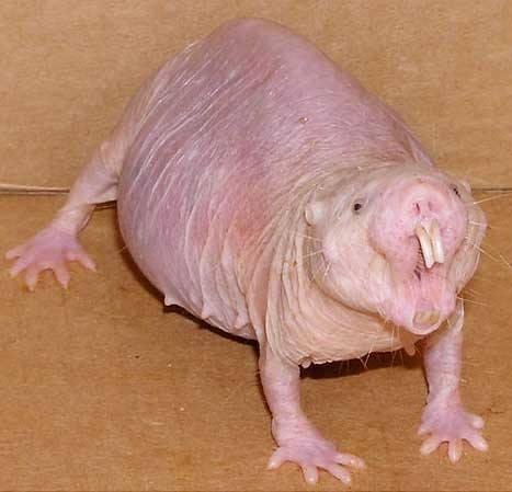 naked mole rat  Meme Template