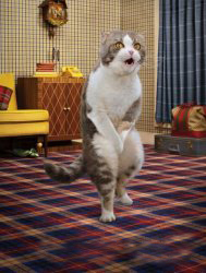 Gotta Go Cat Meme Template
