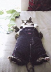 Fat Cat Meme Template