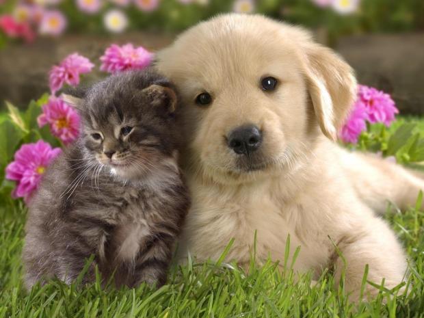 puppies and kittens  Meme Template