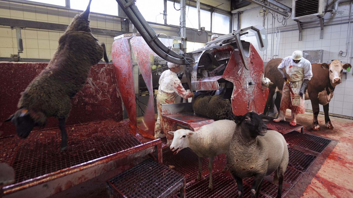 slaughterhouse sheep  Meme Template