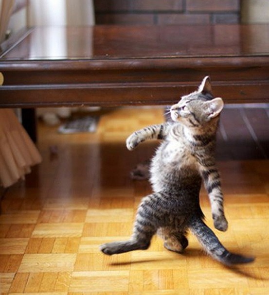 Cat Walking Like A Boss  Meme Template