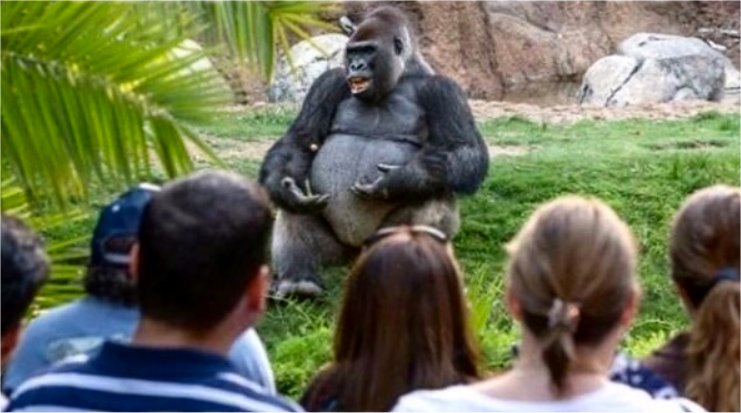 Gorilla Glue  Meme Template