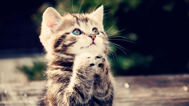 Praying cat  Meme Template