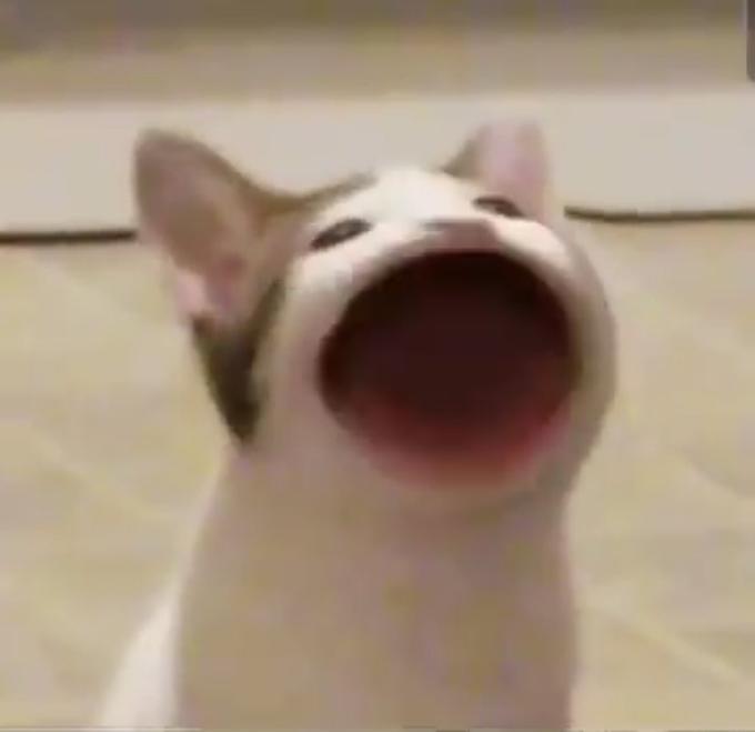Pop Cat  Meme Template