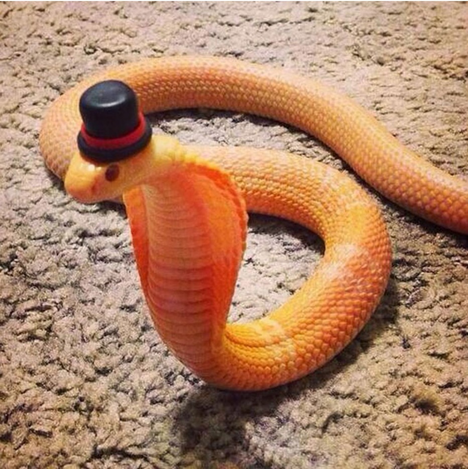 Dapper Snek  Meme Template