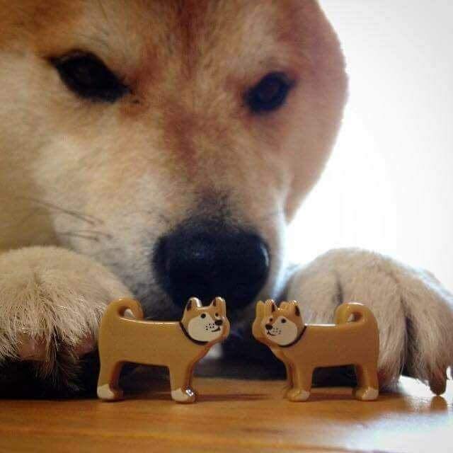 dog now kiss  Meme Template