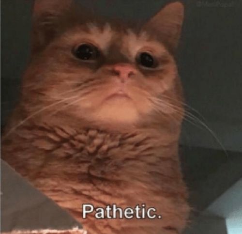 Pathetic Cat  Meme Template