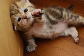 Sad Kitten Goodbye  Meme Template