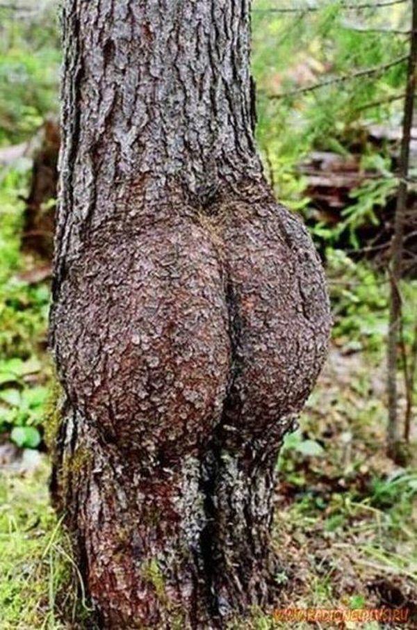 Sexy Tree  Meme Template