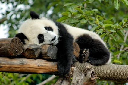 sleeping panda  Meme Template