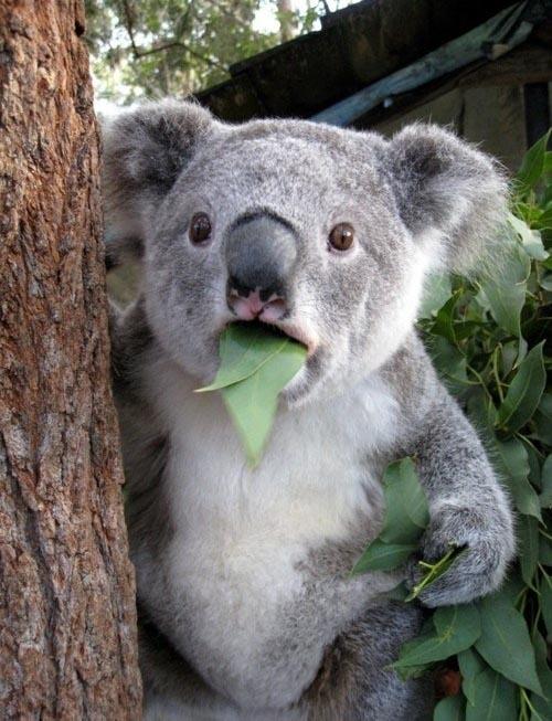 Suprised Koala  Meme Template