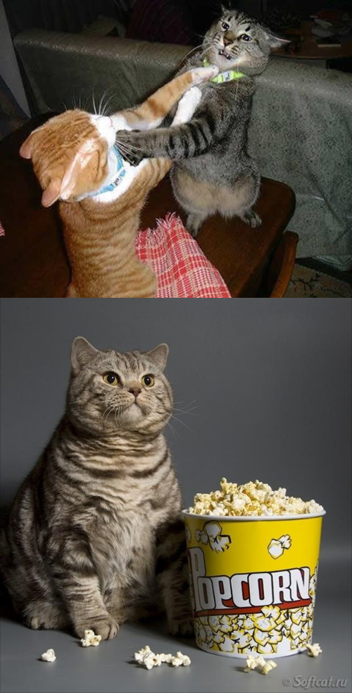 Cat watching other cats fight  Meme Template