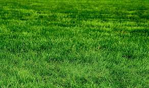touching grass  Meme Template