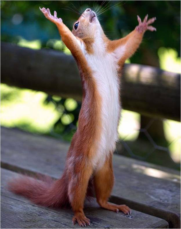 squirll  Meme Template