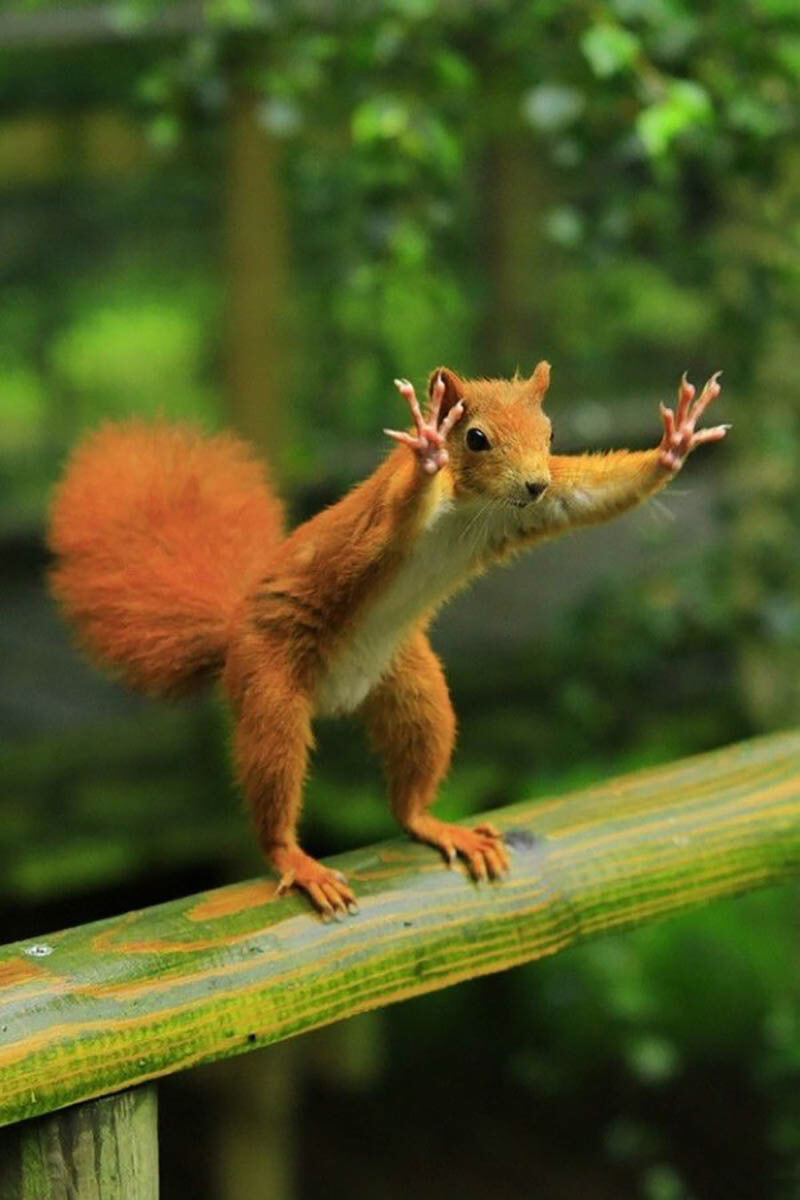 Wait a Minute Squirrel  Meme Template